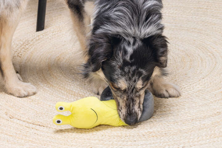 beeztees Hundespielzeug Hide and Seek Schnecke